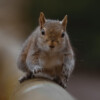 A curious grey squirrel looking down from a wooden perch