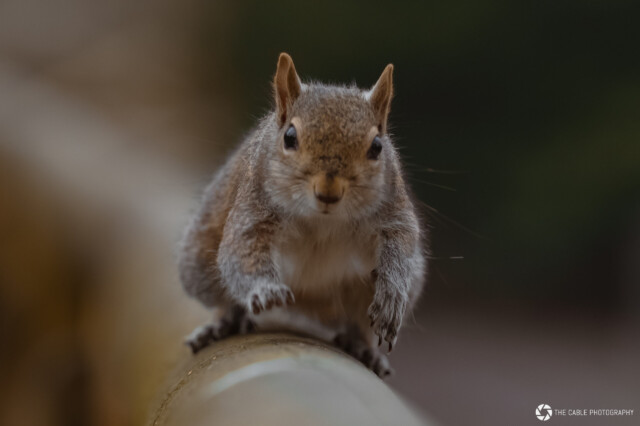 Behind The Woods A curious grey squirrel looking down from a wooden perch
